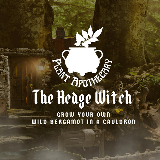 The Hedge Witch: Grow Your Own Wild Bergamot In A Cauldron