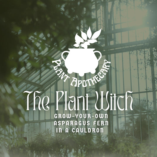 The Plant Witch: Grow Your Own Fern In A Cauldron