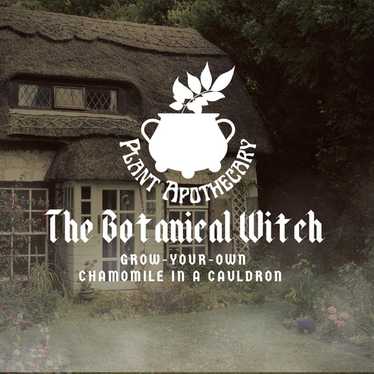 The Botanical Witch: Grow Your Own Chamomile In A Cauldron